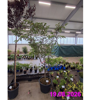 Prunus 'Accolade' C 45 L